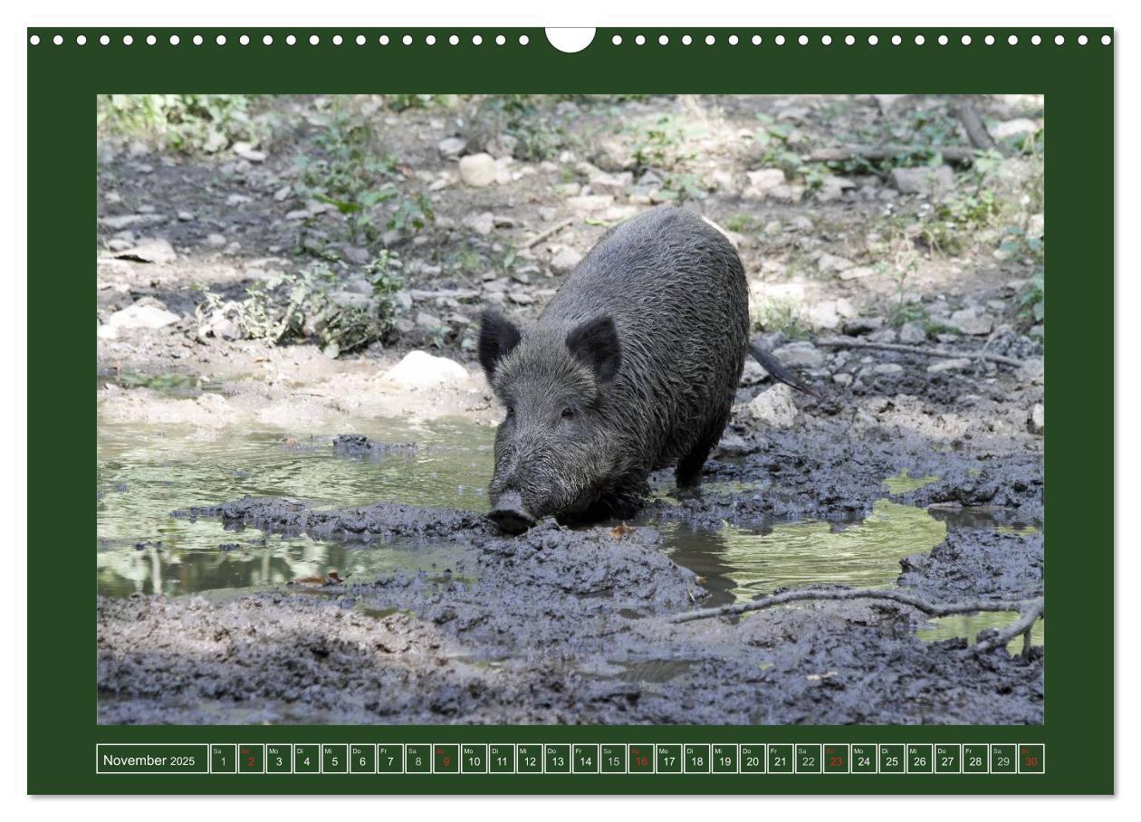 Bild: 9783435777525 | Schweinkram - Die Wildschweine sind los (Wandkalender 2025 DIN A3...