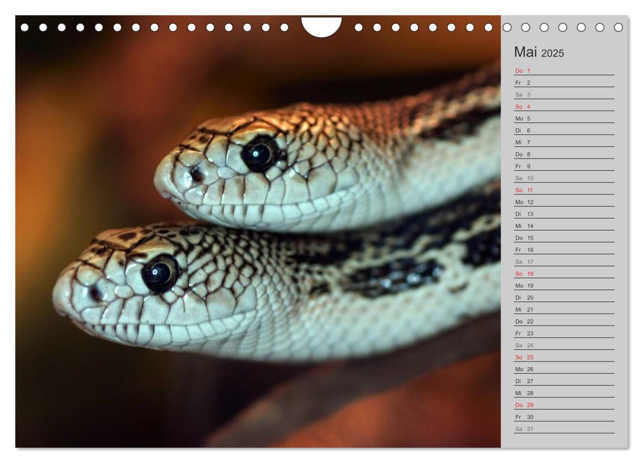 Bild: 9783435578764 | Schlangen und Co. - Faszination pur (Wandkalender 2025 DIN A4...