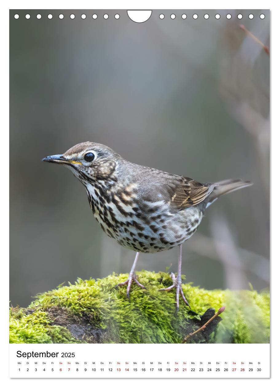 Bild: 9783435891641 | Heimische Vögel in Ihren Gärten (Wandkalender 2025 DIN A4 hoch),...