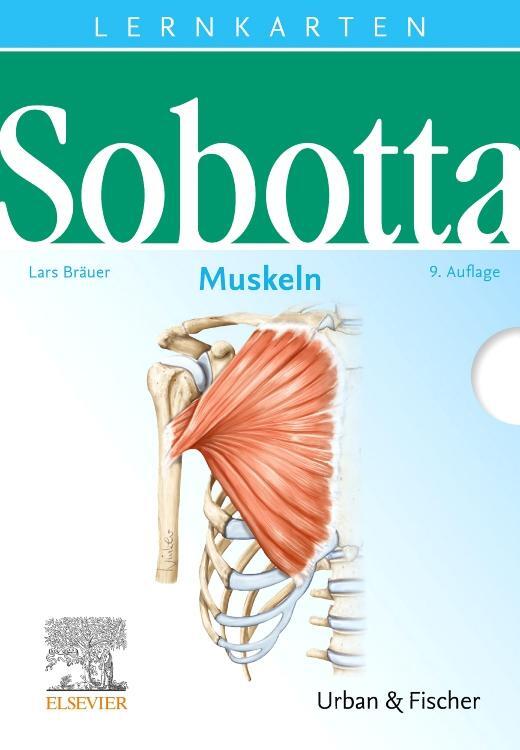 Cover: 9783437429729 | Sobotta Lernkarten Muskeln | Muskeln | Lars Bräuer | Box | Sobotta