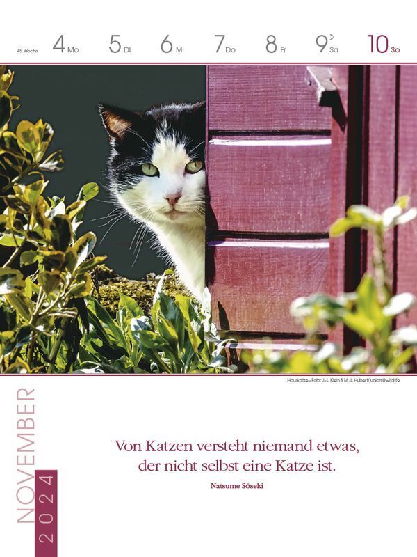 Bild: 9783731870142 | Literaturkalender Katzen 2024 | Korsch Verlag | Kalender | 54 S.