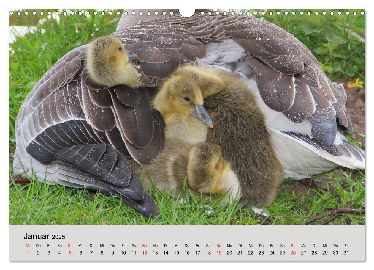 Bild: 9783435316380 | Gänse. Von wegen dumme Gans! (Wandkalender 2025 DIN A3 quer),...