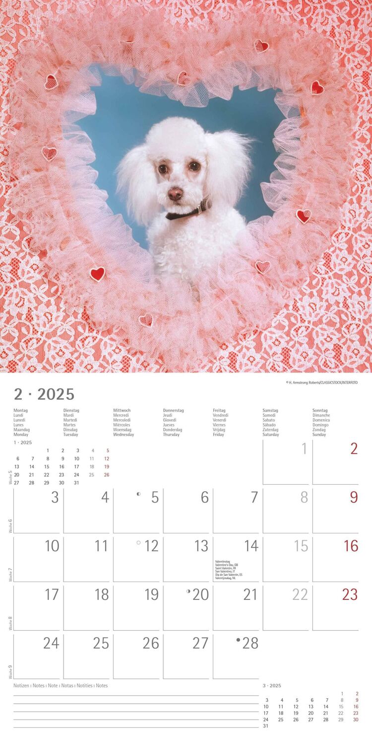 Bild: 4251732340810 | Funny Dogs 2025 - Broschürenkalender 30x30 cm (30x60 geöffnet) -...