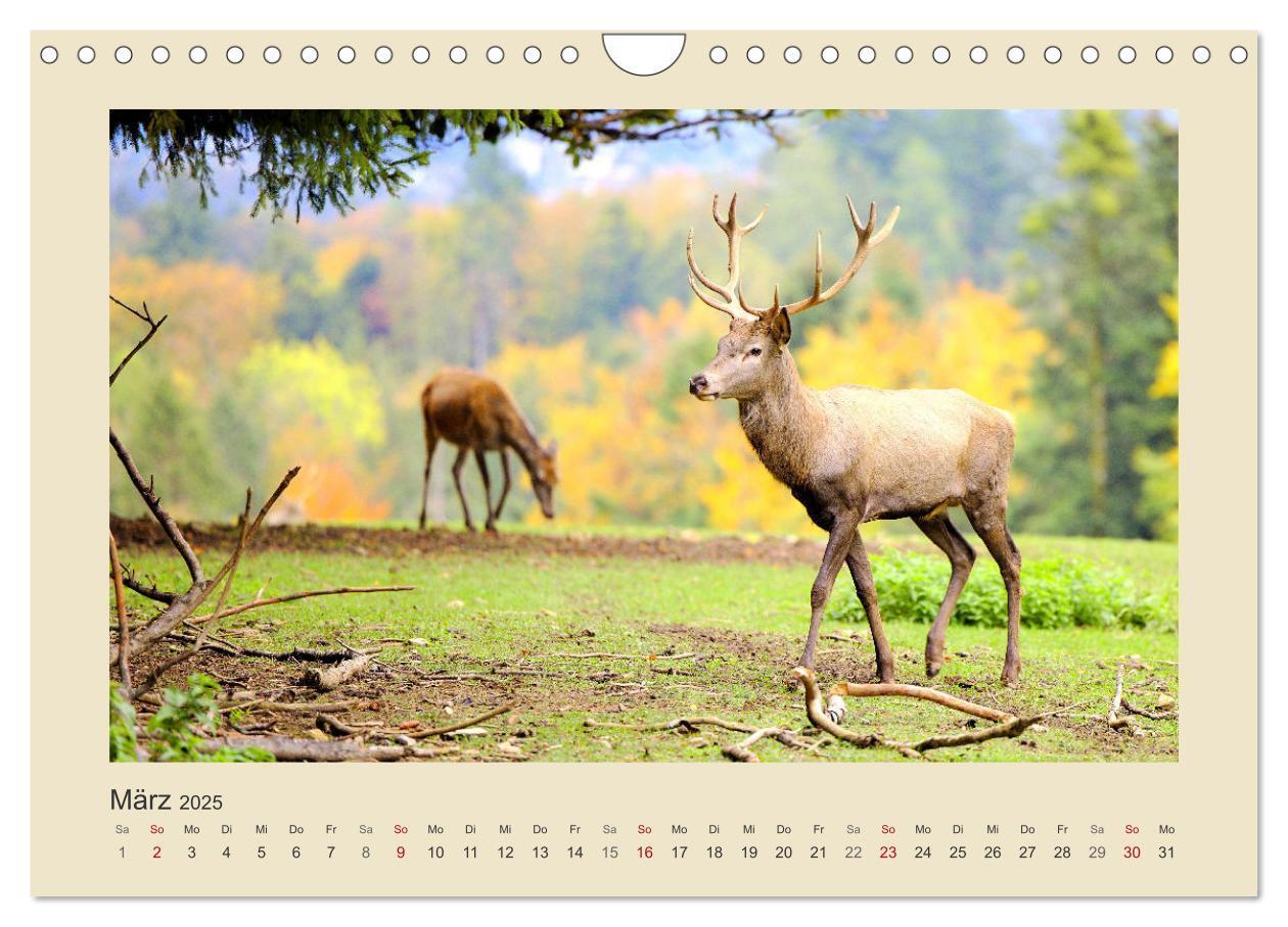 Bild: 9783435011278 | Tiere im Wald. Bezaubernde Begegnungen (Wandkalender 2025 DIN A4...