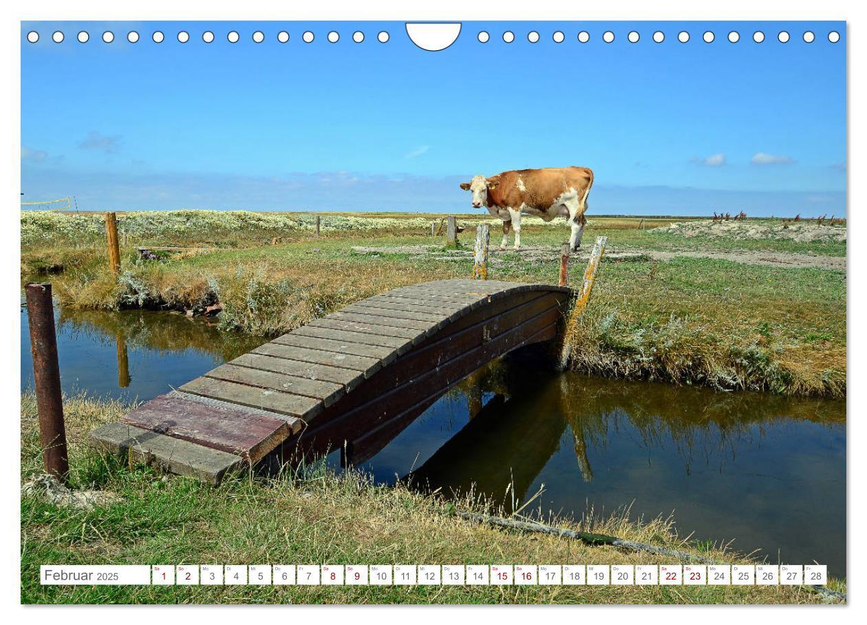 Bild: 9783435257249 | Sommertage auf Hallig Hooge (Wandkalender 2025 DIN A4 quer),...