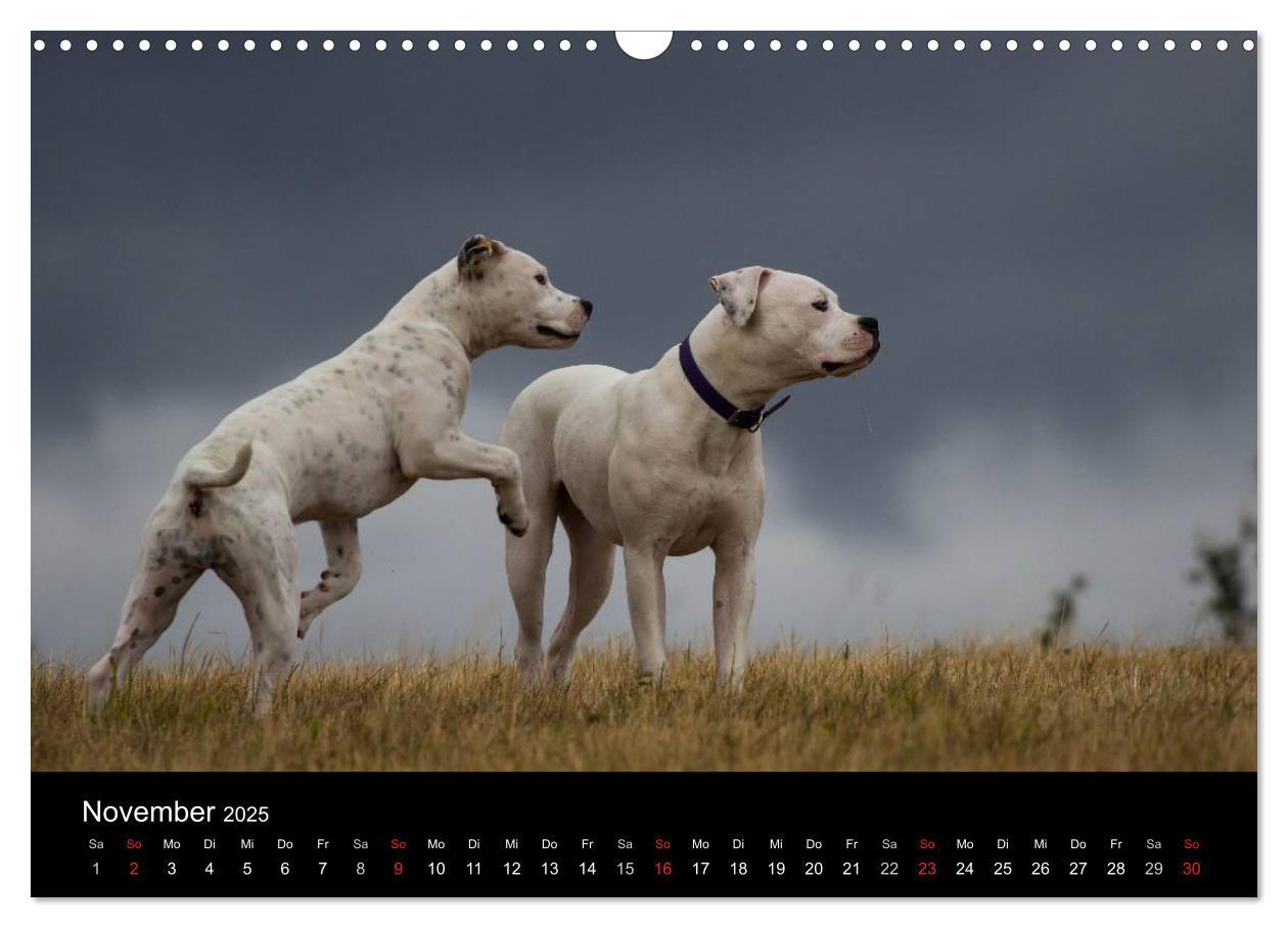 Bild: 9783435656240 | American Bulldog - stolz, loyal, einzigartig (Wandkalender 2025 DIN...