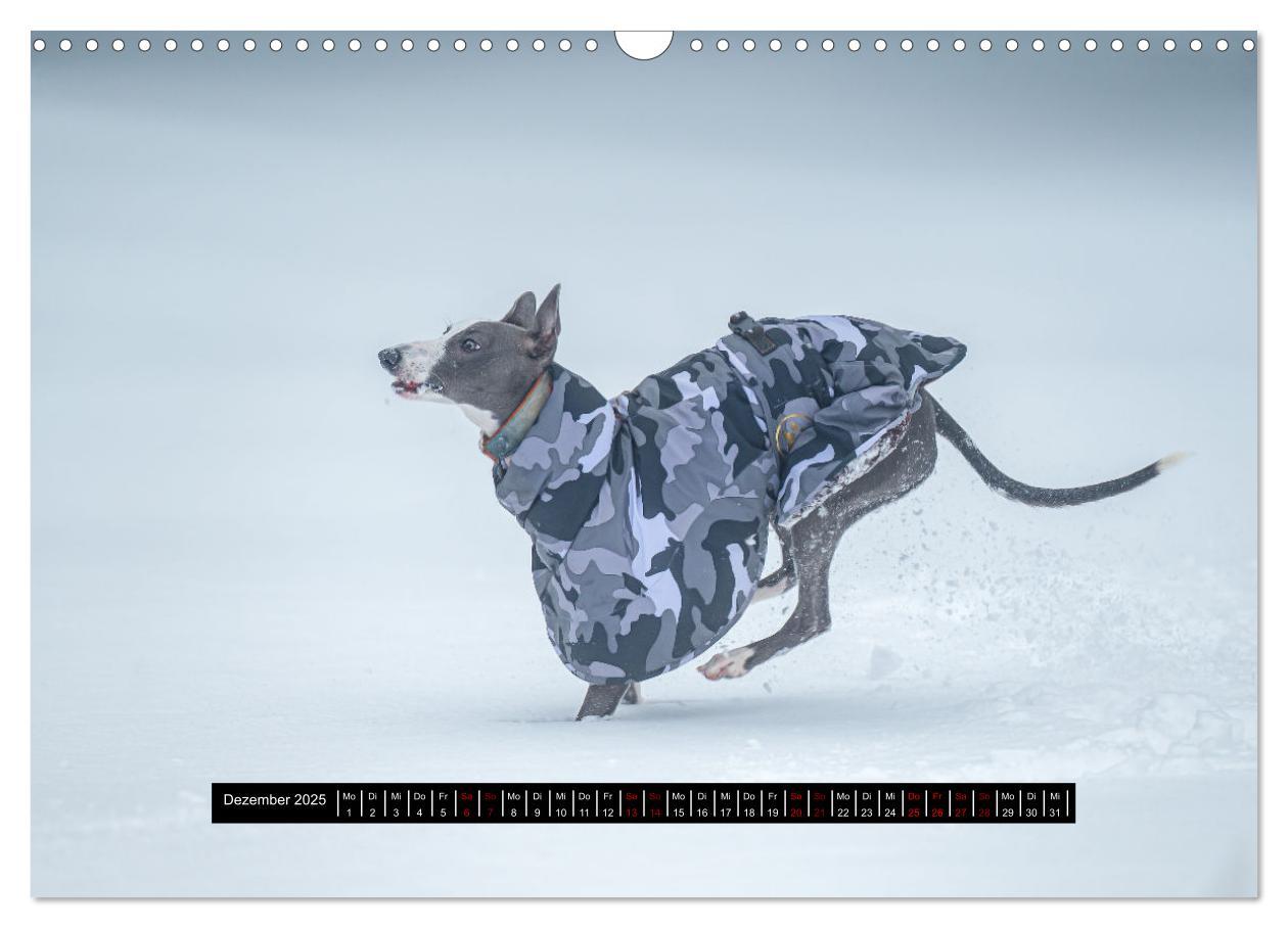 Bild: 9783435040605 | Das erste Whippet-Jahr (Wandkalender 2025 DIN A3 quer), CALVENDO...