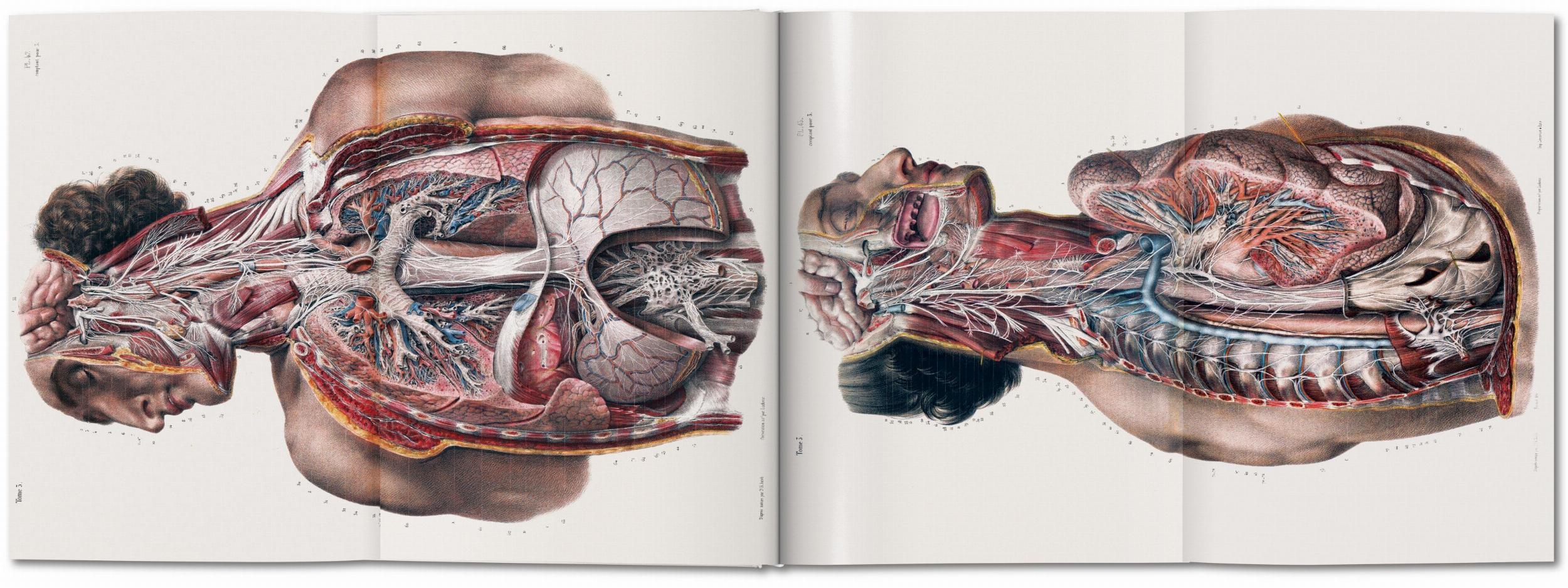 Bild: 9783836568982 | Bourgery. Atlas of Human Anatomy and Surgery | Minor (u. a.) | Buch