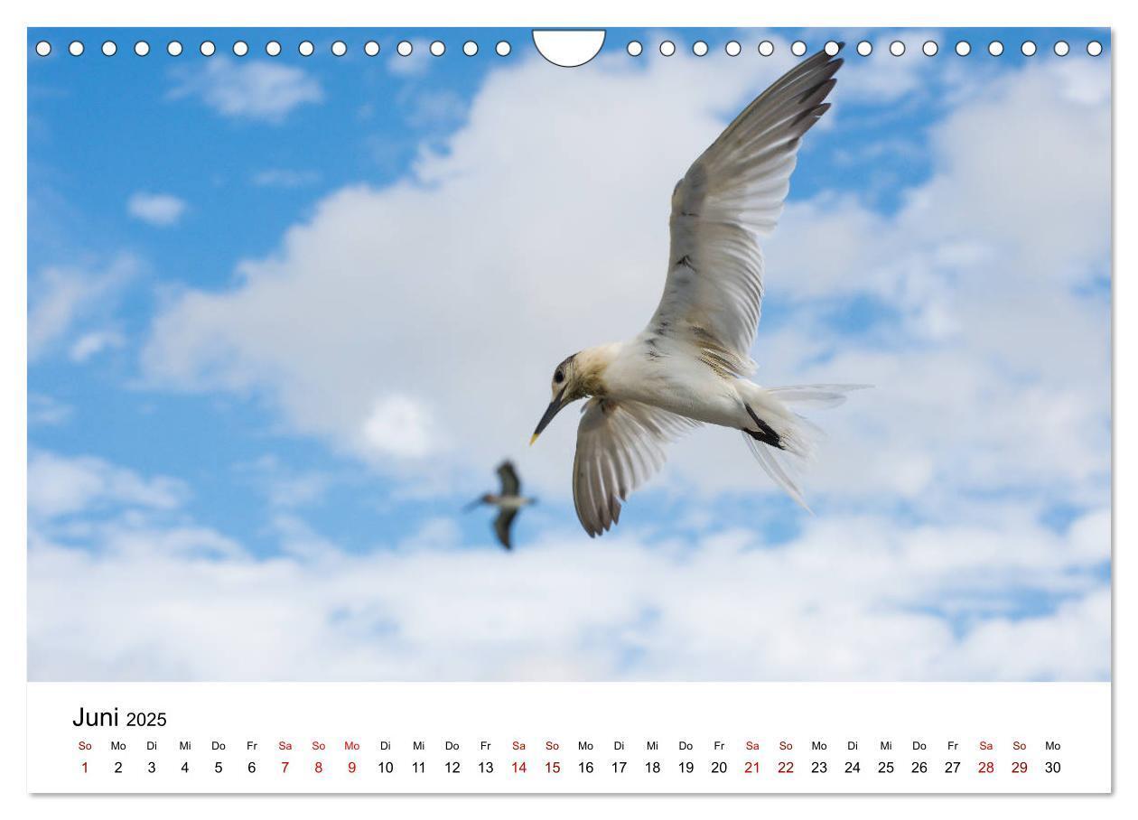 Bild: 9783435376001 | Möwen am Meer (Wandkalender 2025 DIN A4 quer), CALVENDO Monatskalender