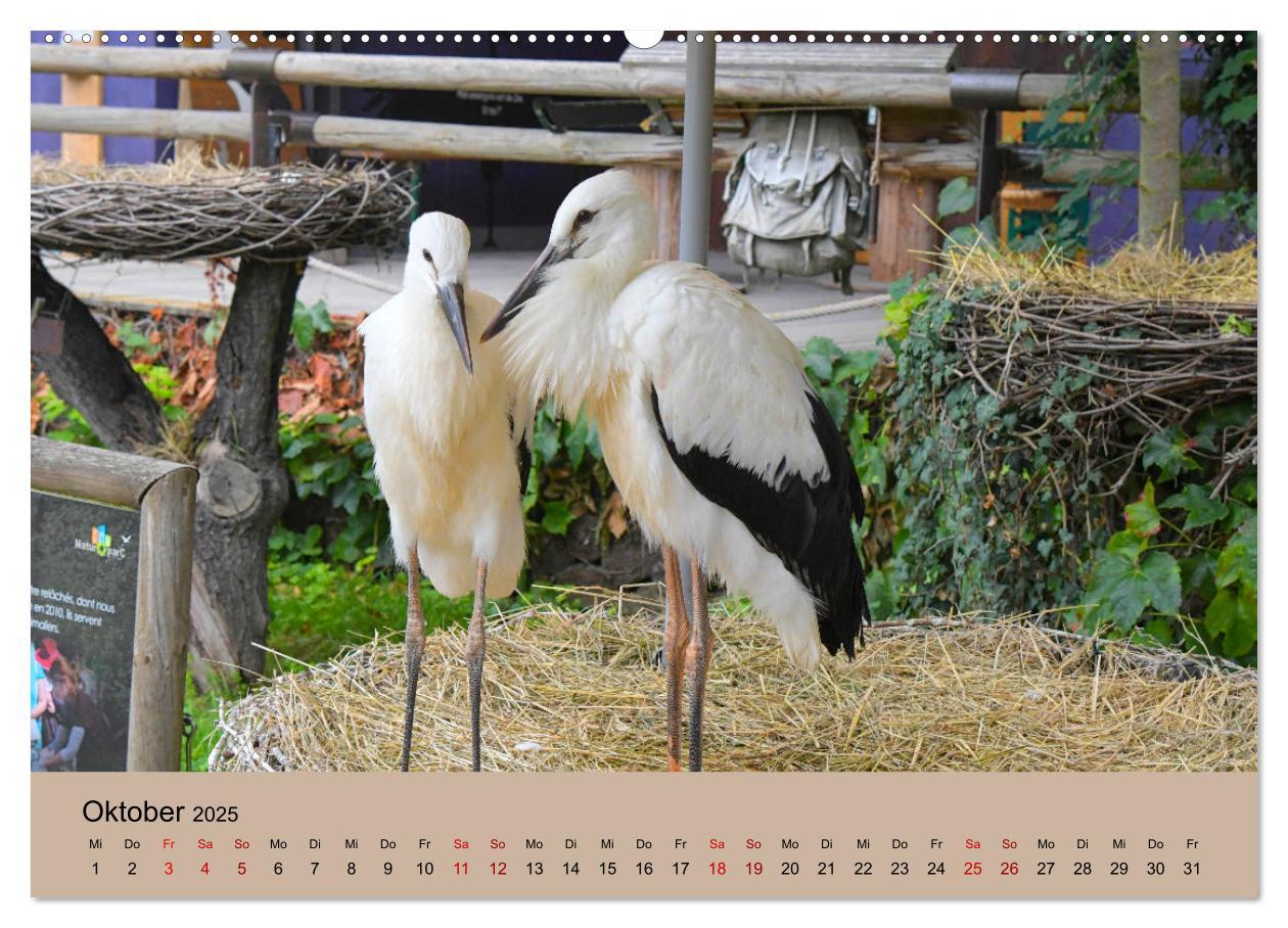 Bild: 9783435019366 | Der Storchenkalender (Wandkalender 2025 DIN A2 quer), CALVENDO...