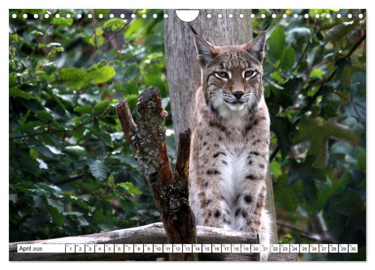 Bild: 9783435420773 | Familie Luchs - Die Jäger mit dem Pinselohr (Wandkalender 2025 DIN...