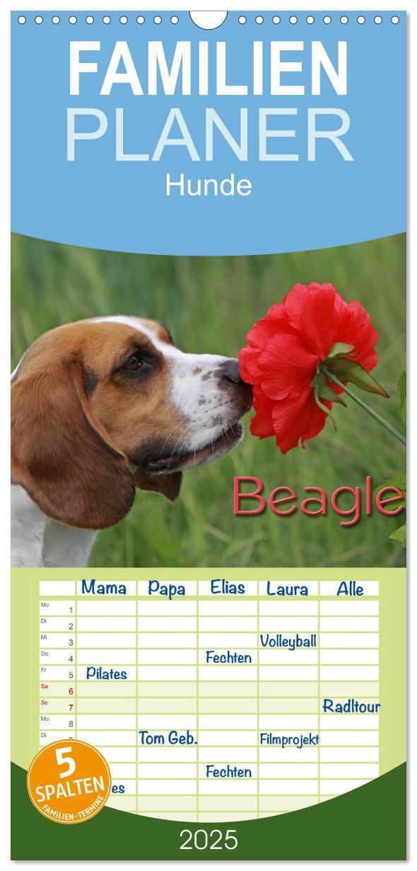 Cover: 9783457124727 | Familienplaner 2025 - Beagle mit 5 Spalten (Wandkalender, 21 x 45...