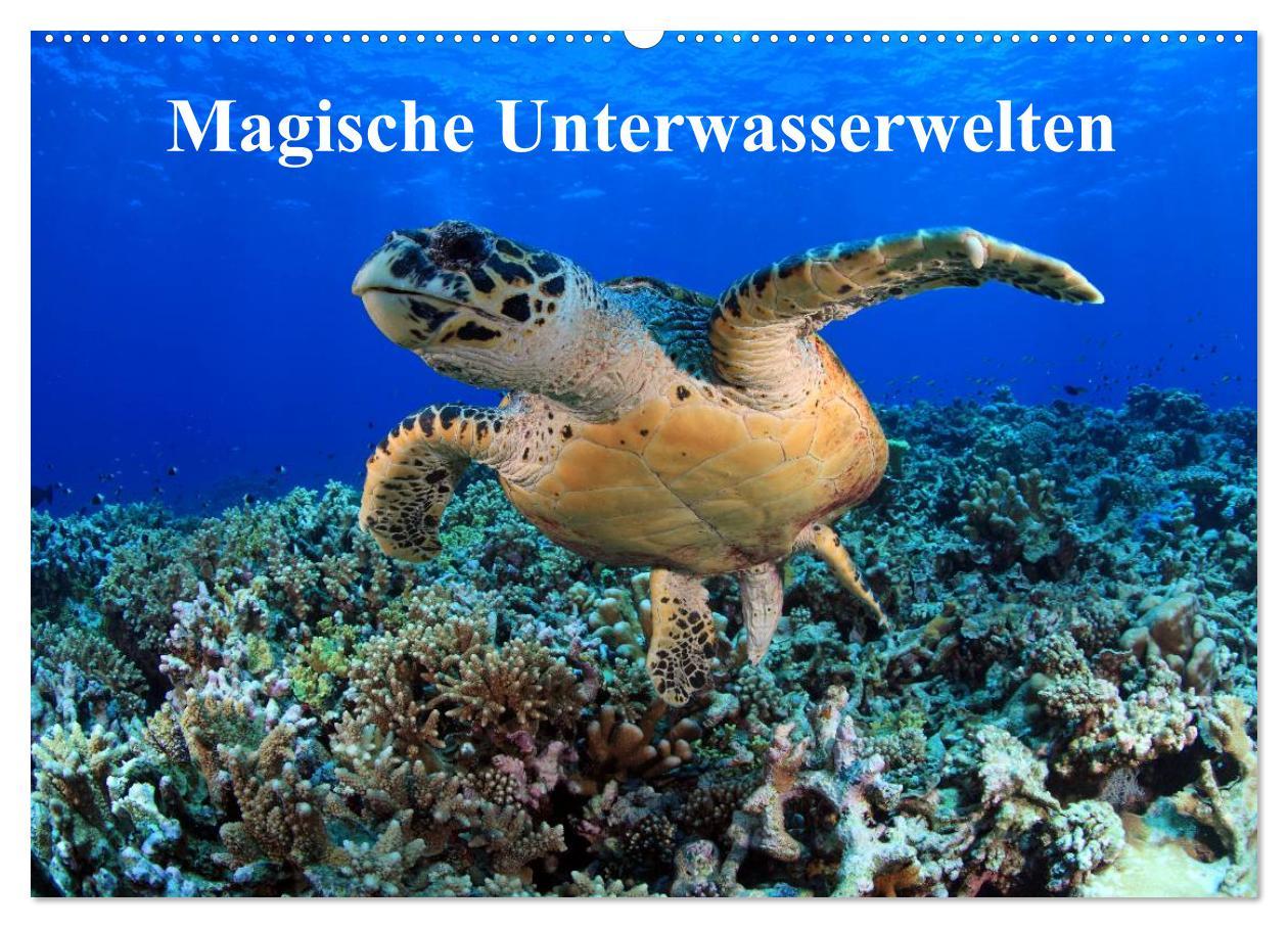 Cover: 9783435485291 | Magische Unterwasserwelten (Wandkalender 2025 DIN A2 quer),...