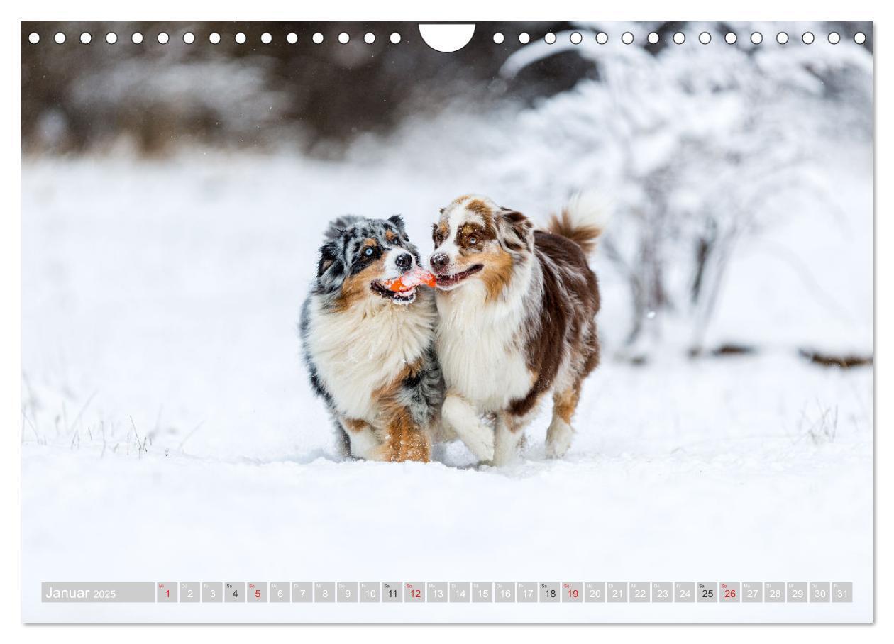 Bild: 9783435547548 | Australian Shepherd 2025 (Wandkalender 2025 DIN A4 quer), CALVENDO...