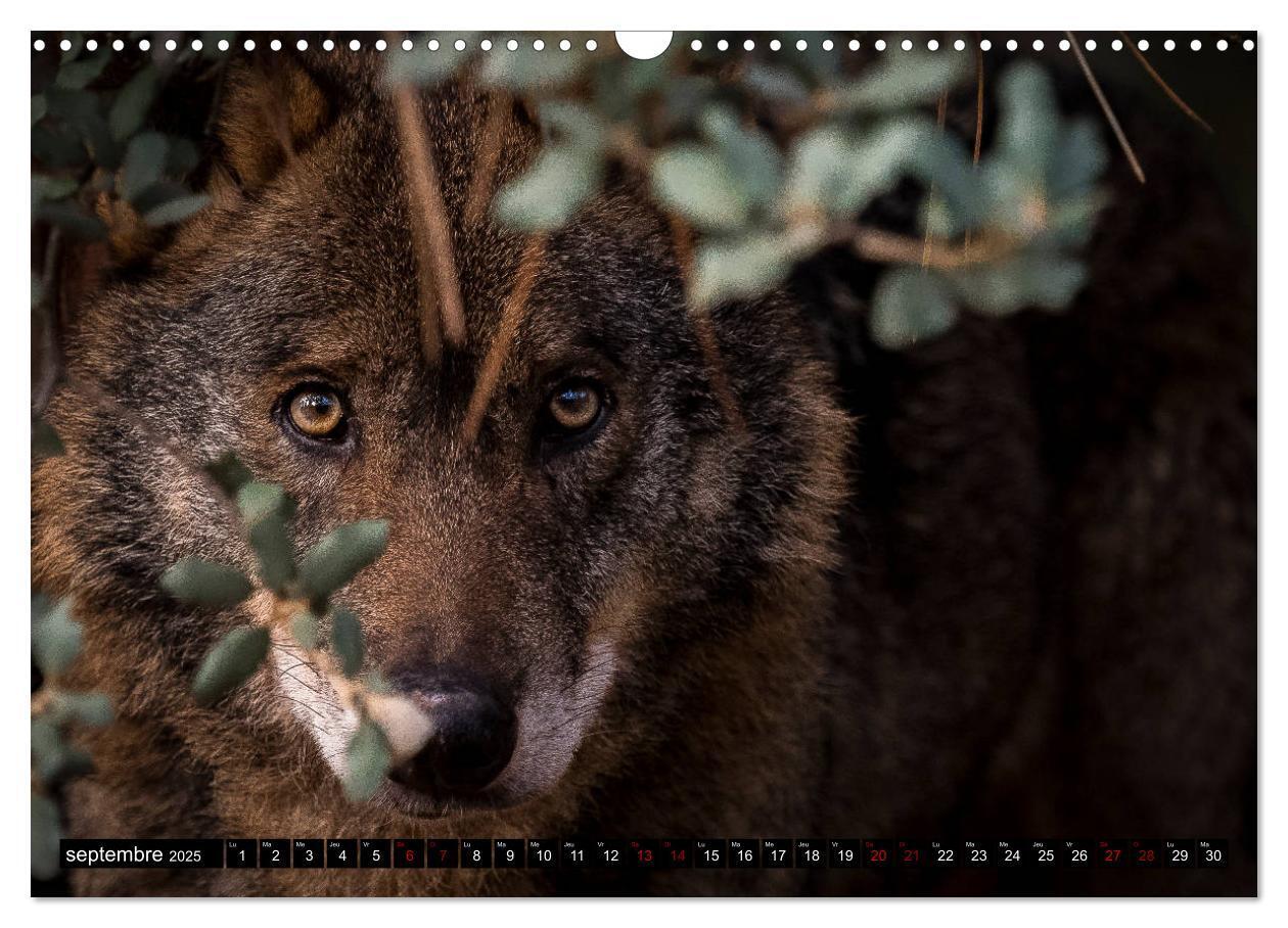 Bild: 9781325945603 | Le loup: l'esprit sauvage (Calendrier mural 2025 DIN A3 vertical),...