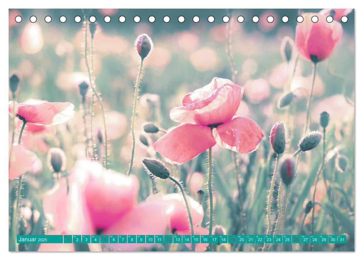 Bild: 9783435286867 | Mohnblumen - Fotografie mit Magie (Tischkalender 2025 DIN A5 quer),...