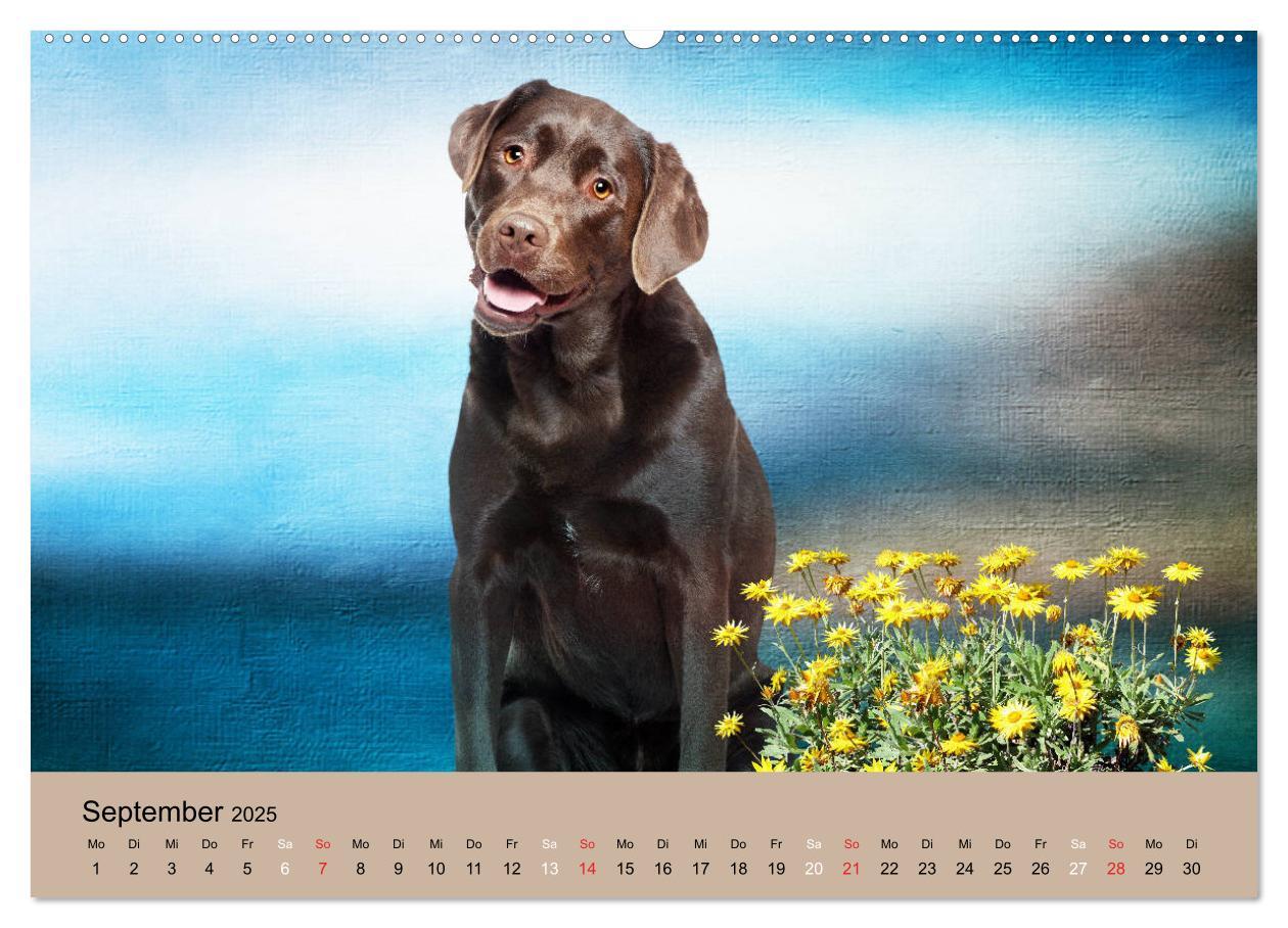 Bild: 9783435160860 | Labrador Retriever unsere Freunde (Wandkalender 2025 DIN A2 quer),...