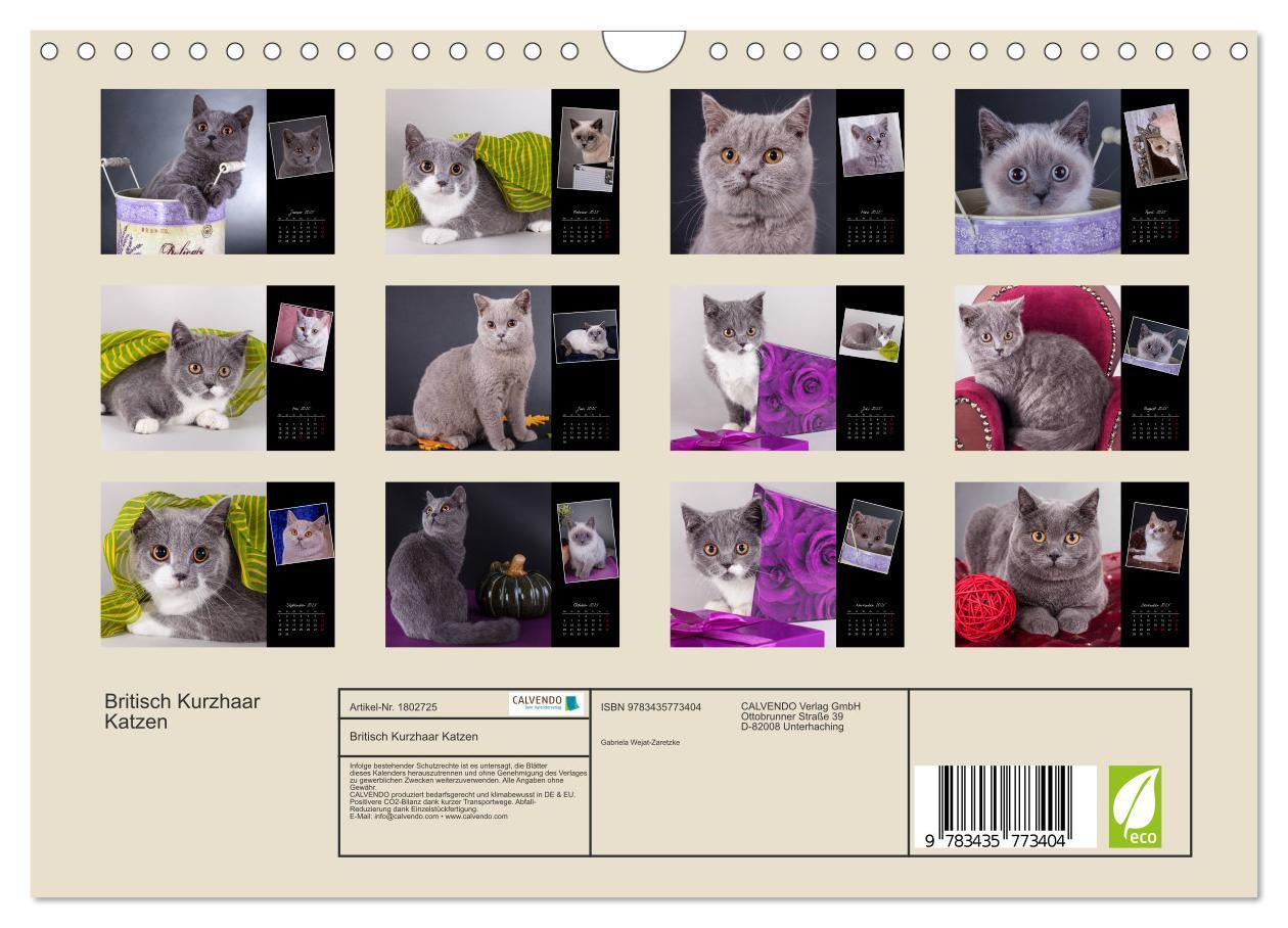 Bild: 9783435773404 | Britisch Kurzhaar Katzen (Wandkalender 2025 DIN A4 quer), CALVENDO...