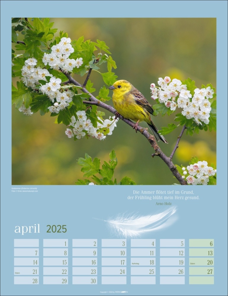 Bild: 9783839900710 | Heimische Vögel Kalender 2025 | Kalender | Spiralbindung | 14 S.