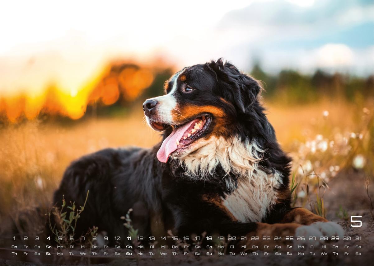 Bild: 9783986733919 | Wuff - Unsere Vierbeiner - Der Hundekalender- 2025 - Kalender DIN A3