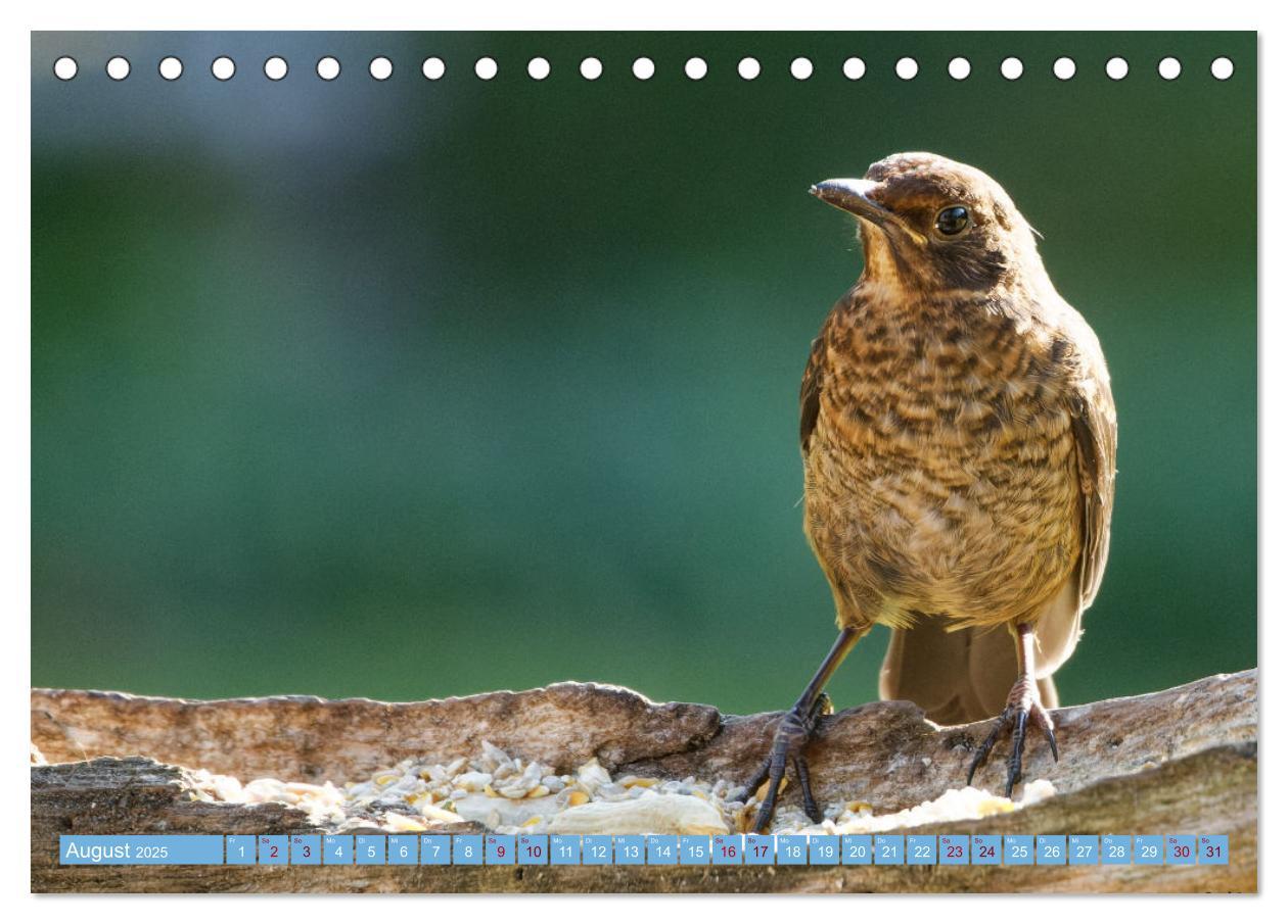 Bild: 9783435022748 | Amsel - Schwarzdrossel fotografiert von Ostfriesenfotografie...