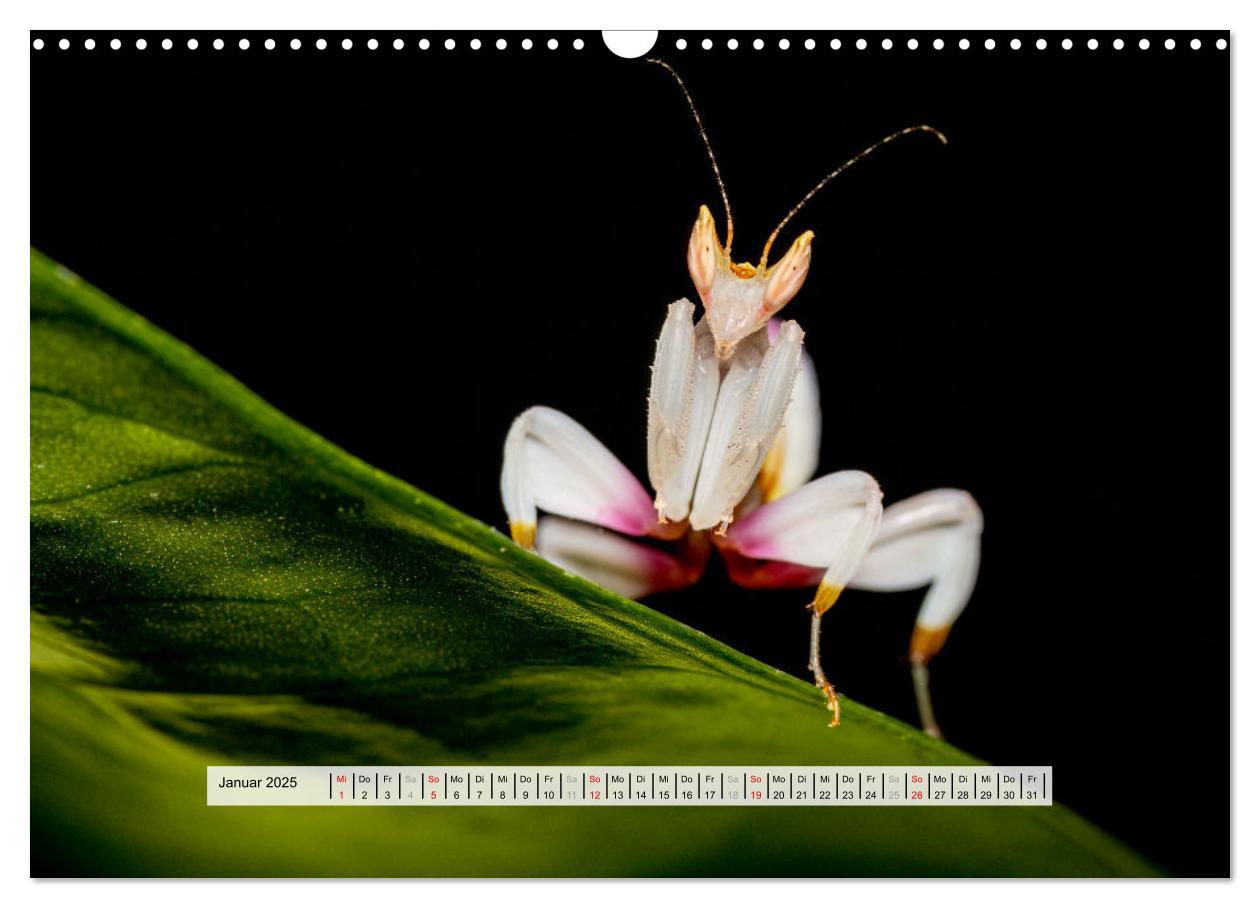 Bild: 9783457149959 | Die Orchideen Gottesanbeterin (Wandkalender 2025 DIN A3 quer),...