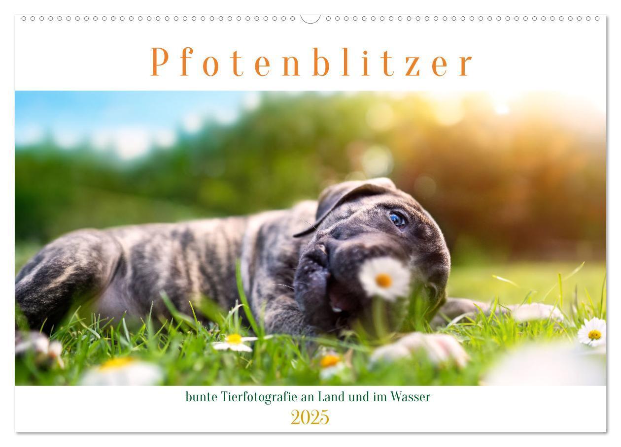 Cover: 9783457167281 | Pfotenblitzer bunte Tierfotografie an Land und im Wasser...