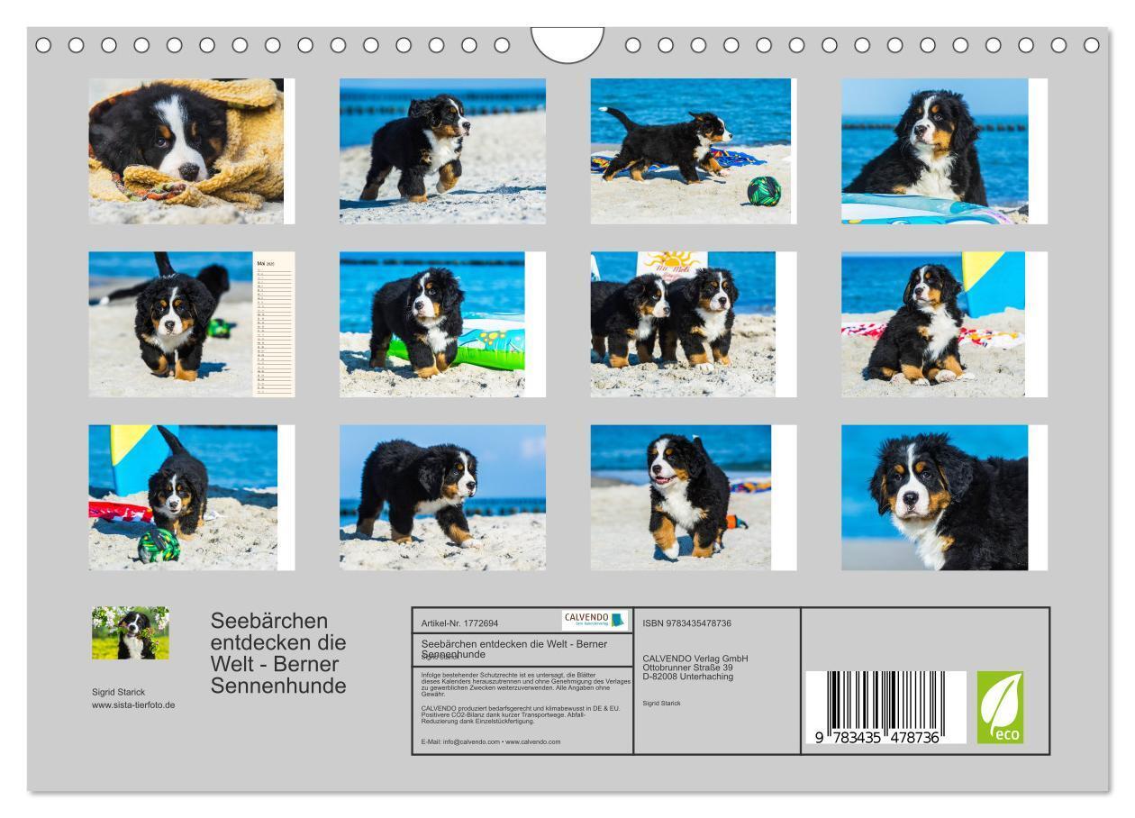 Bild: 9783435478736 | Seebärchen entdecken die Welt - Berner Sennenhunde (Wandkalender...