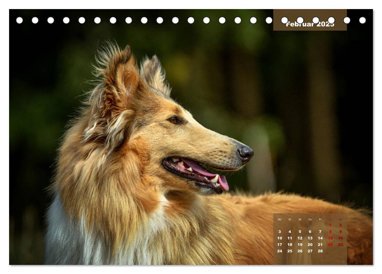 Bild: 9783435110179 | Typisch Collie (Tischkalender 2025 DIN A5 quer), CALVENDO...