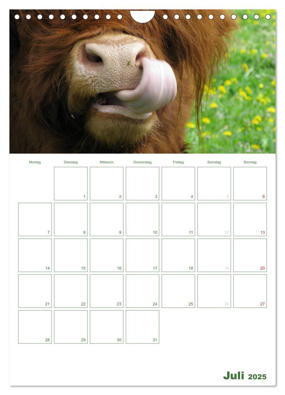 Bild: 9783457056271 | Kuhle Kühe 2025 (Wandkalender 2025 DIN A4 hoch), CALVENDO...