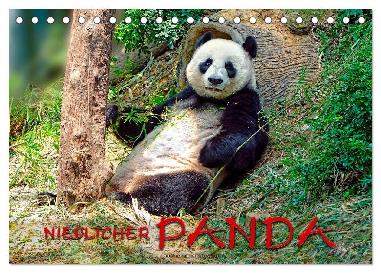 Cover: 9783383158711 | Niedlicher Panda (Tischkalender 2024 DIN A5 quer), CALVENDO...