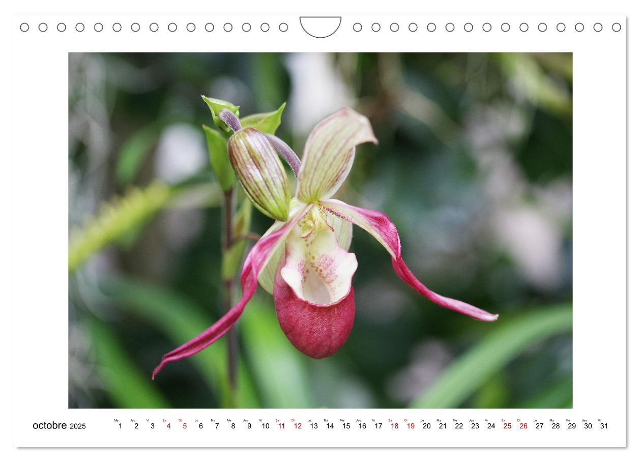 Bild: 9781325837649 | Mon rêve d'orchidées (Calendrier mural 2025 DIN A4 vertical),...