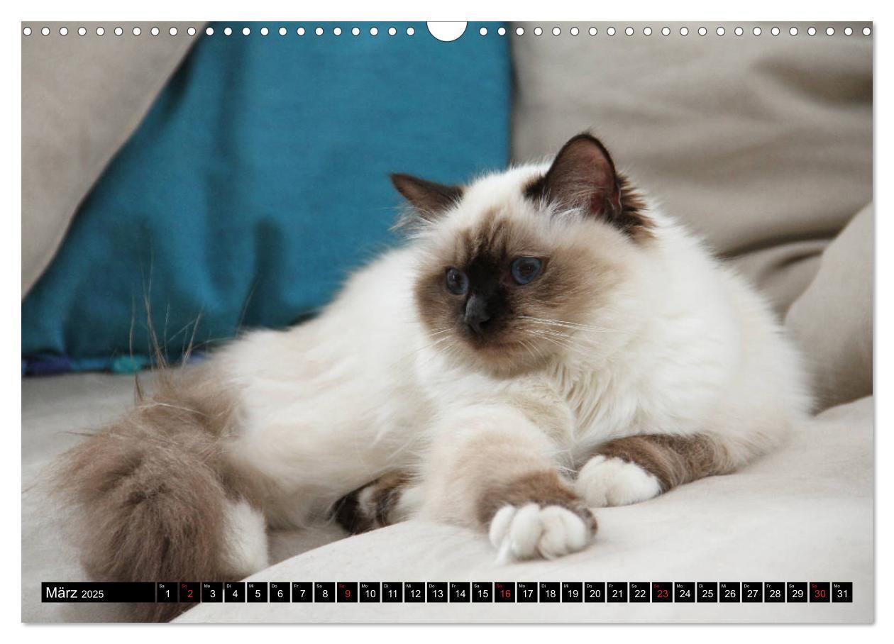 Bild: 9783435758036 | Heilige Birma Katzenkalender (Wandkalender 2025 DIN A3 quer),...