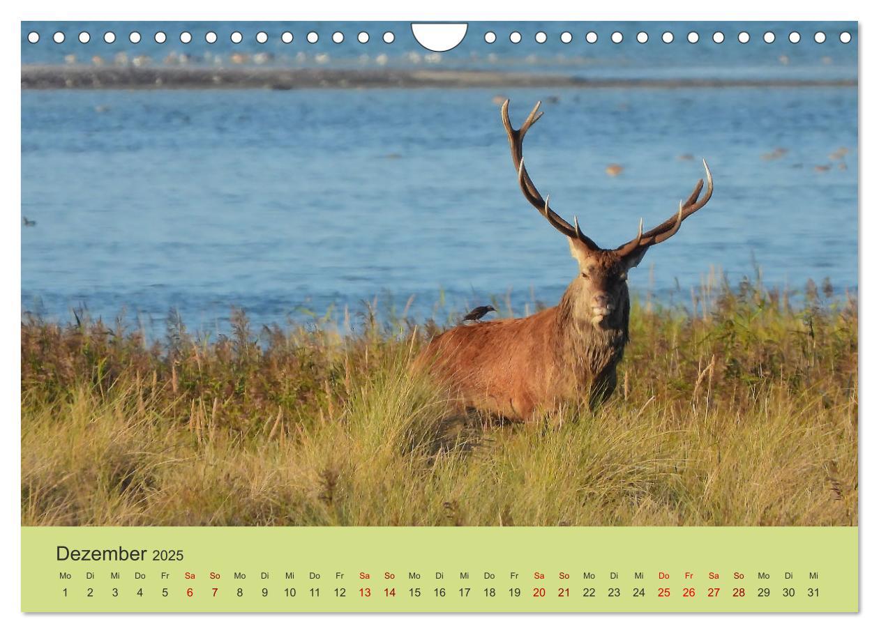 Bild: 9783435392131 | Küsten Hirsche - Rotwild auf dem Darß (Wandkalender 2025 DIN A4...