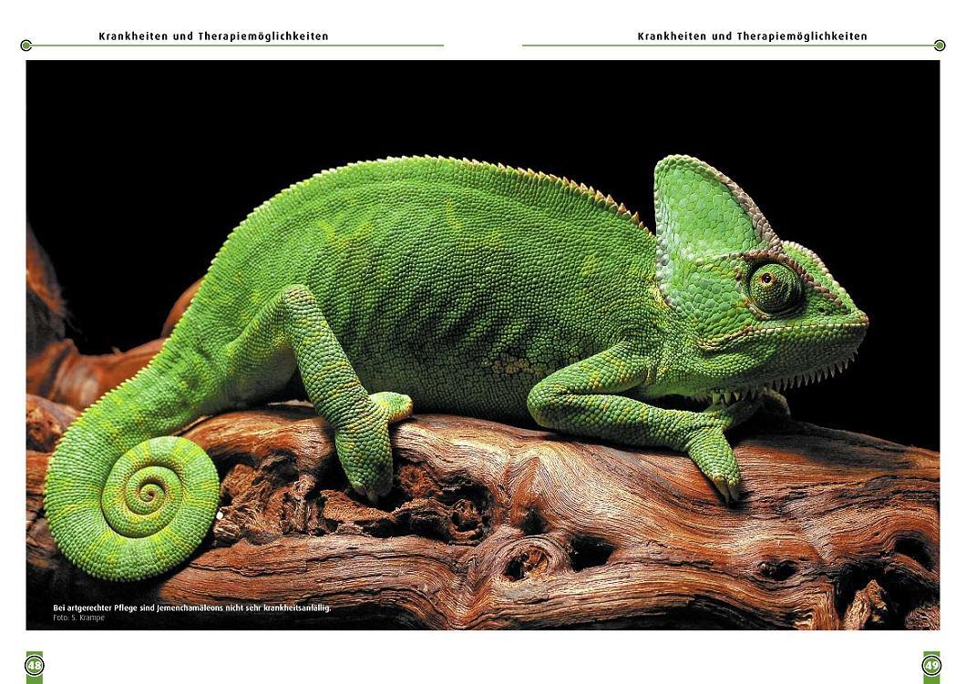 Bild: 9783937285856 | Das Jemenchamäleon | Chamaeleo calyptratus | Carsten Schneider | Buch