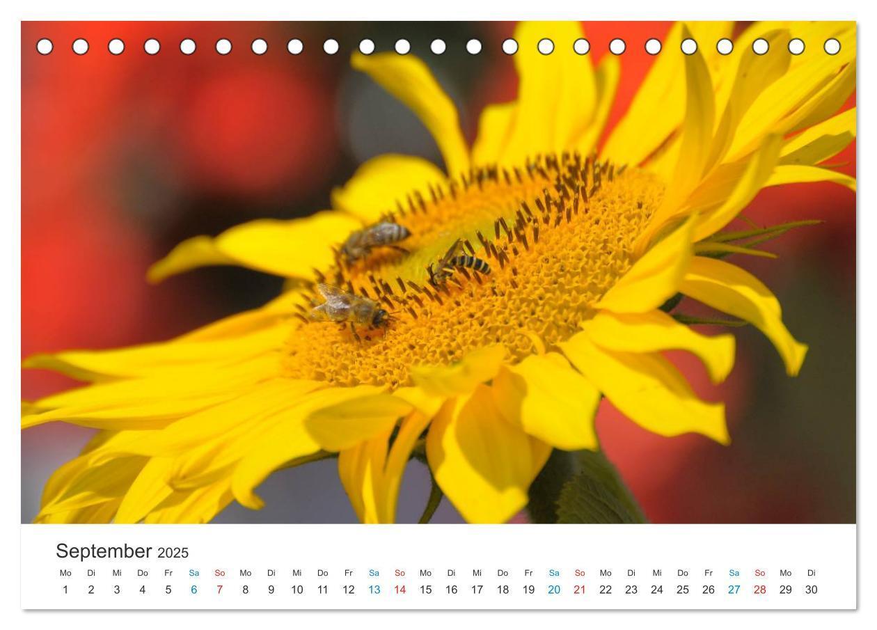 Bild: 9783435785841 | Sonnenblumen 2025 (Tischkalender 2025 DIN A5 quer), CALVENDO...