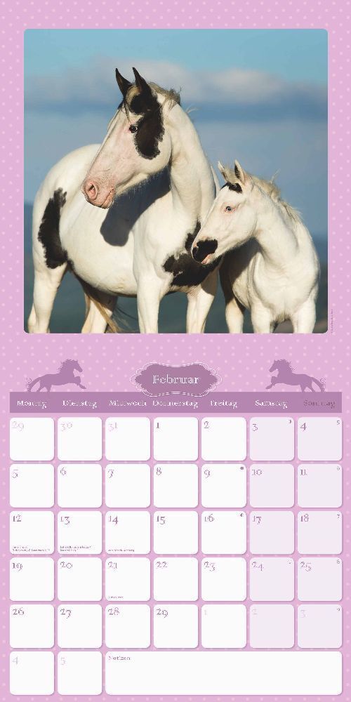 Bild: 4251732335533 | Mein Pferdekalender 2024 - Broschürenkalender 30x30 cm (30x60...