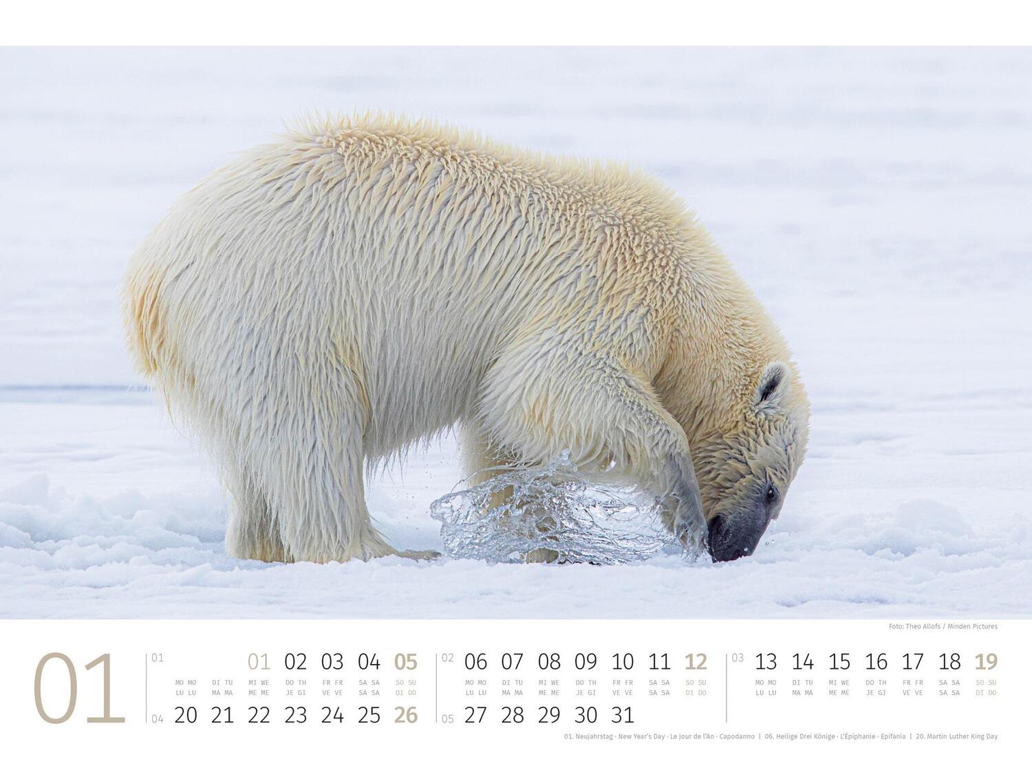 Bild: 9783838425986 | Eisbären Kalender 2025 | Ackermann Kunstverlag | Kalender | 14 S.