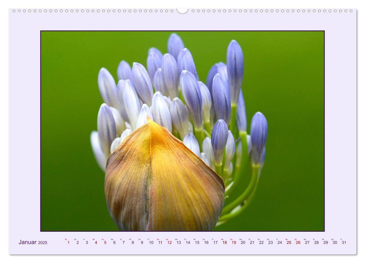 Bild: 9783435030682 | Schmucklilie - Agapanthus (hochwertiger Premium Wandkalender 2025...