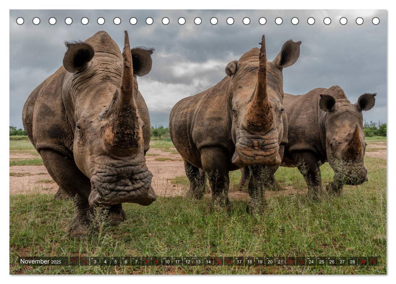 Bild: 9783435118427 | Afrikas Tierwelt, Safari im südlichen Afrika (Tischkalender 2025...