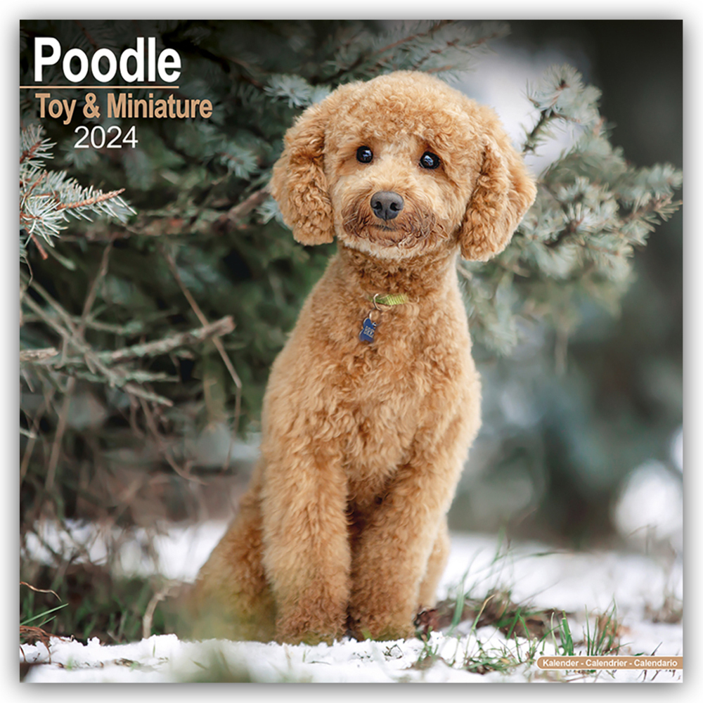 Cover: 9781804600818 | Toy and Miniature Poodle - Toypudel und Zwergpudel 2024 -...