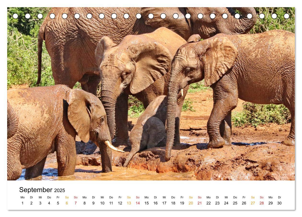 Bild: 9783435227921 | ADDO ELEPHANT NATIONAL PARK Elefanten Babies (Tischkalender 2025...