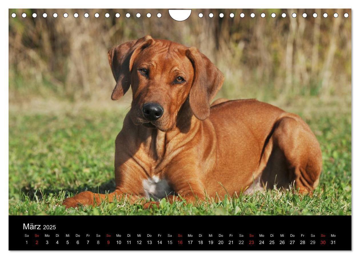 Bild: 9783435760107 | Rhodesian Ridgeback 2025 (Wandkalender 2025 DIN A4 quer), CALVENDO...