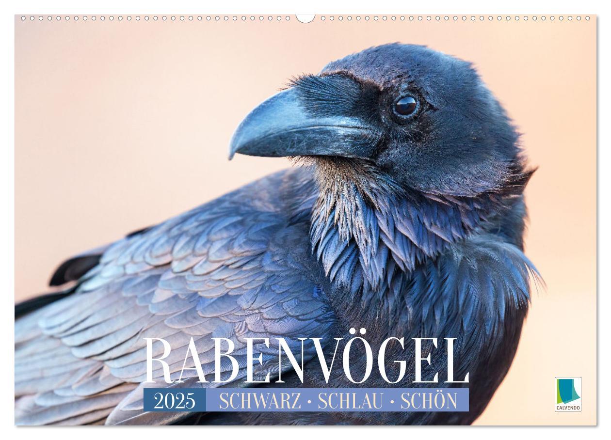 Cover: 9783383776687 | Rabenvögel: Schwarz, schlau, schön (Wandkalender 2025 DIN A2 quer),...