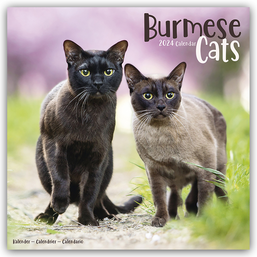 Cover: 9781804601310 | Burmese Cats - Burma Katzen 2024 - 16-Monatskalender | Publishing