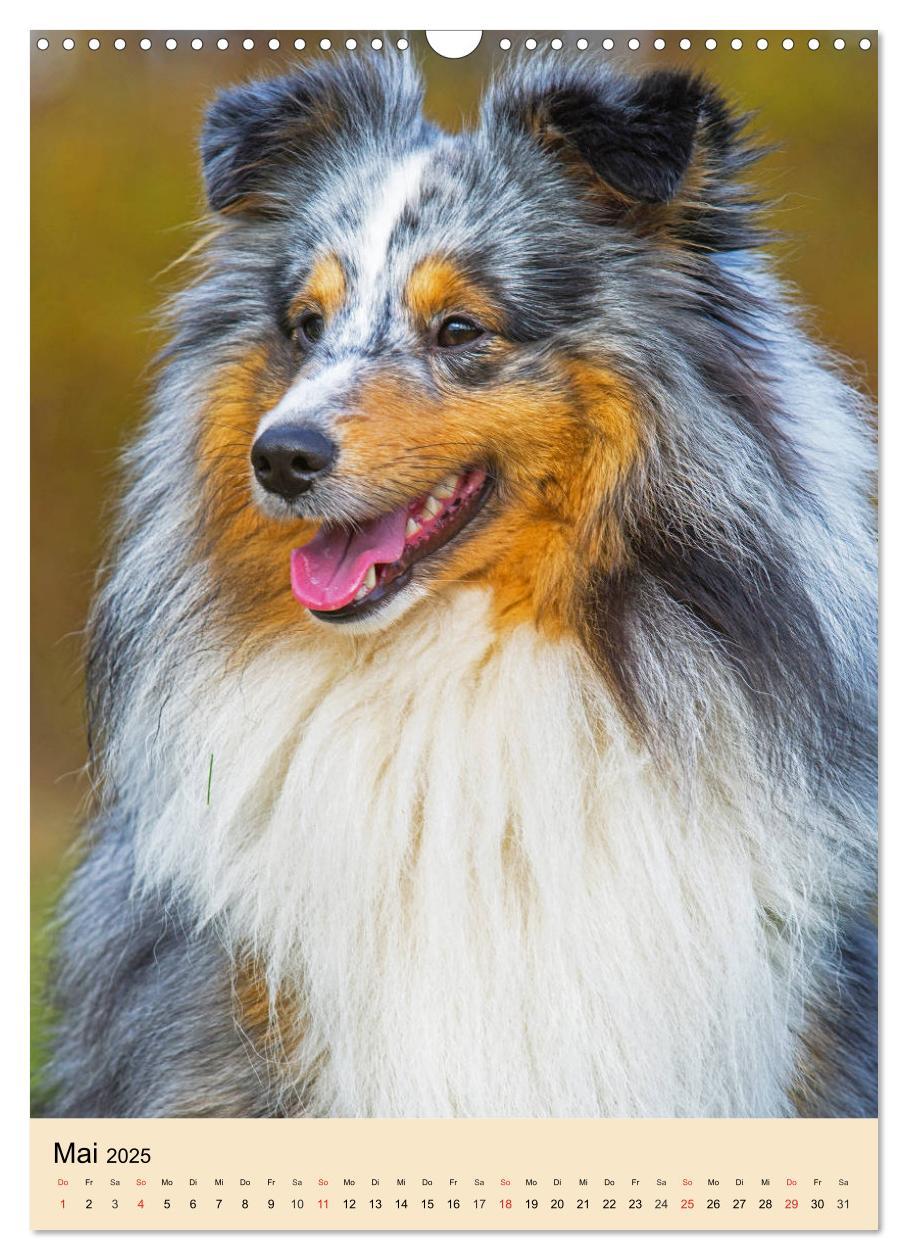 Bild: 9783435960101 | Sheltie - Wirbelwind auf 4 Pfoten (Wandkalender 2025 DIN A3 hoch),...