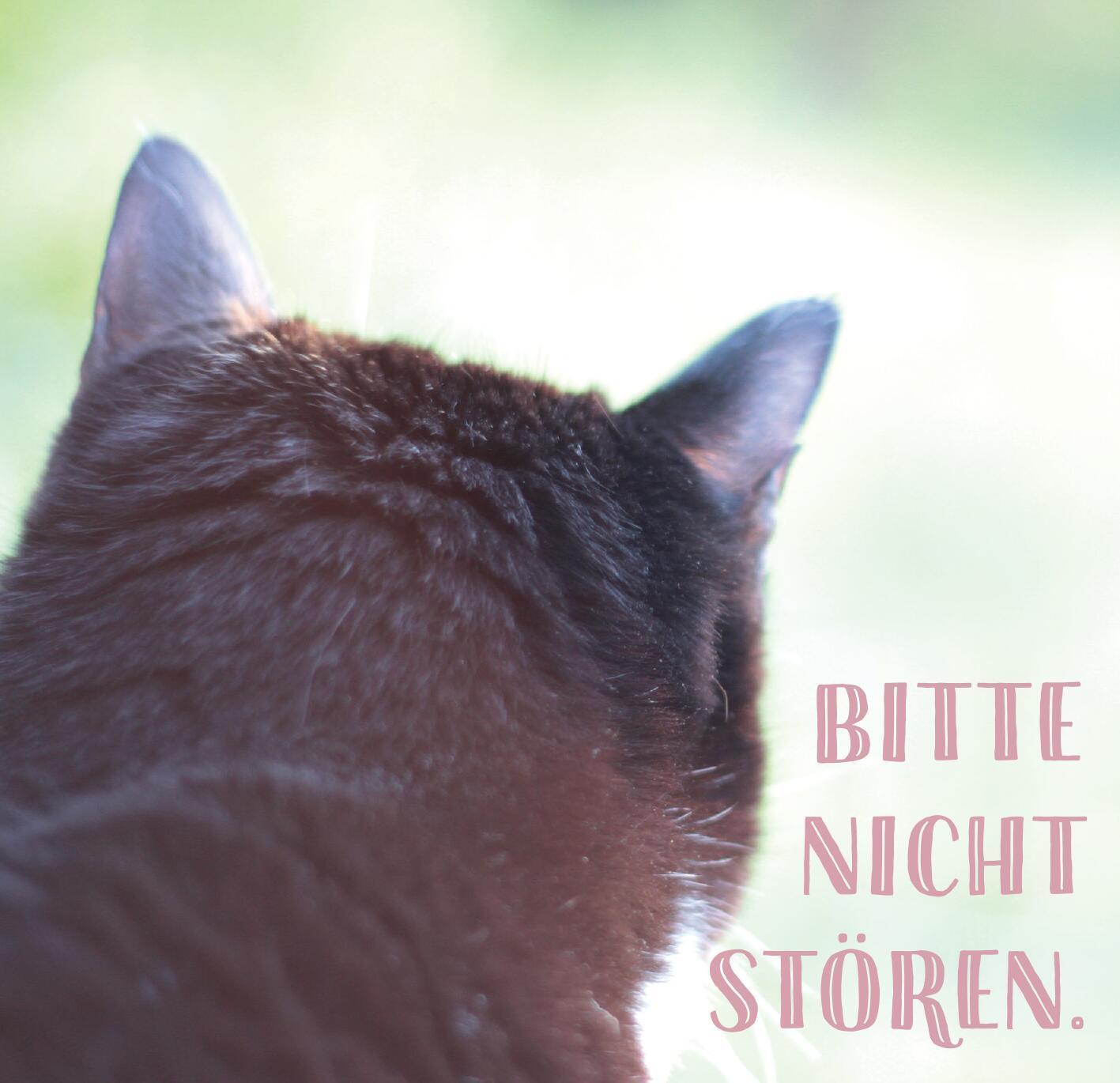 Bild: 9783845855943 | Die ganze Wahrheit über deine Katze | Was Katzen wirklich denken!