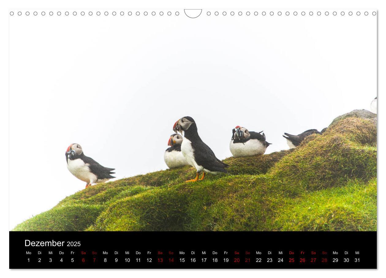 Bild: 9783435410675 | Puffins - Vögel des Nordens (Wandkalender 2025 DIN A3 quer),...