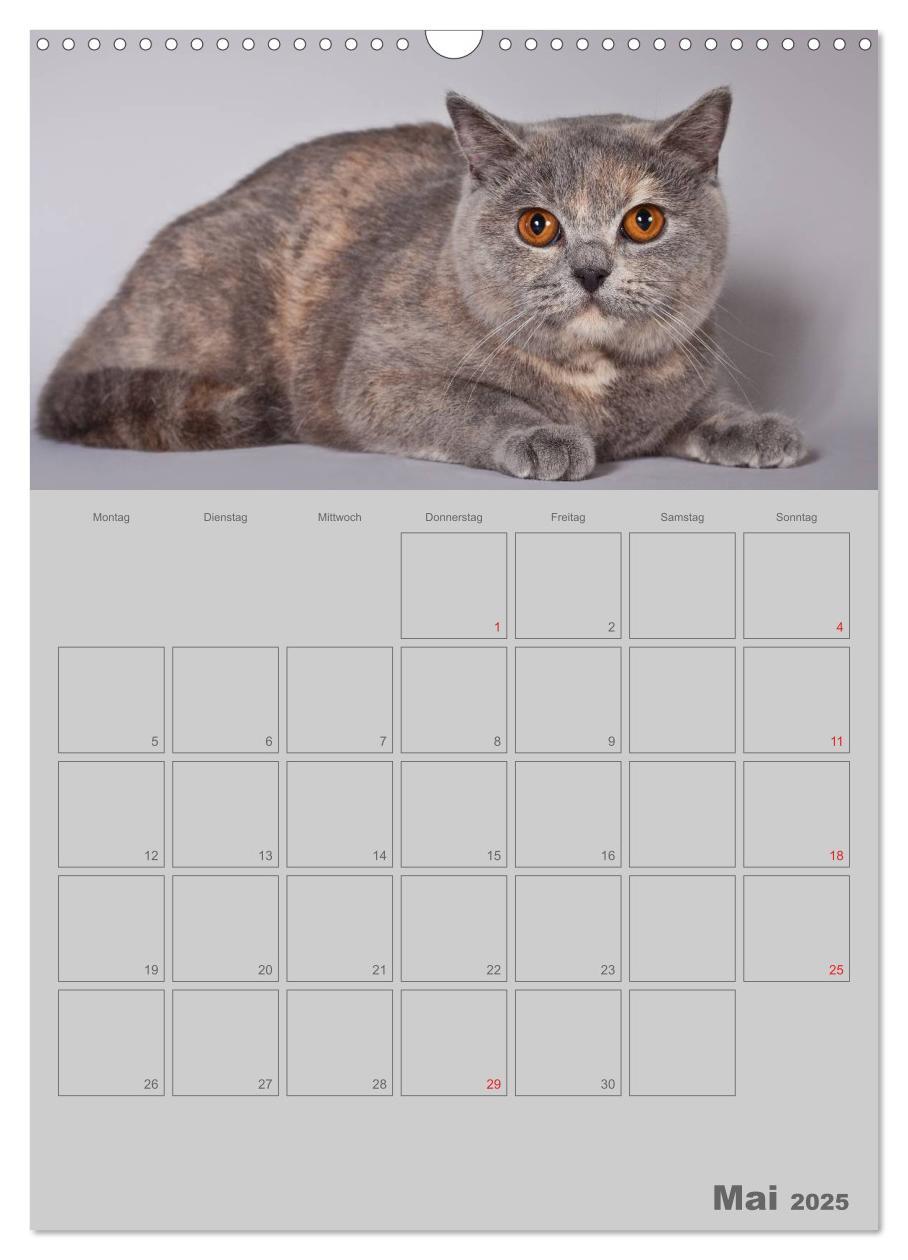 Bild: 9783457074480 | Britisch Kurzhaar Katzen - Planer (Wandkalender 2025 DIN A3 hoch),...