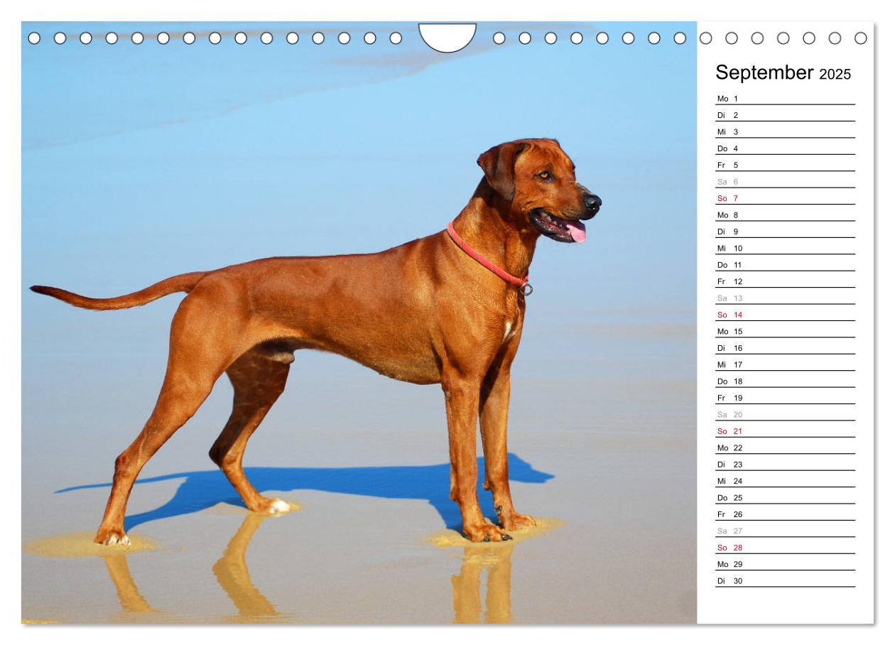 Bild: 9783435455195 | Rhodesian Ridgeback Terminkalender (Wandkalender 2025 DIN A4 quer),...